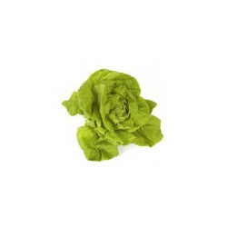 Salade Batavia ou Feuille de chêne ou Laitue